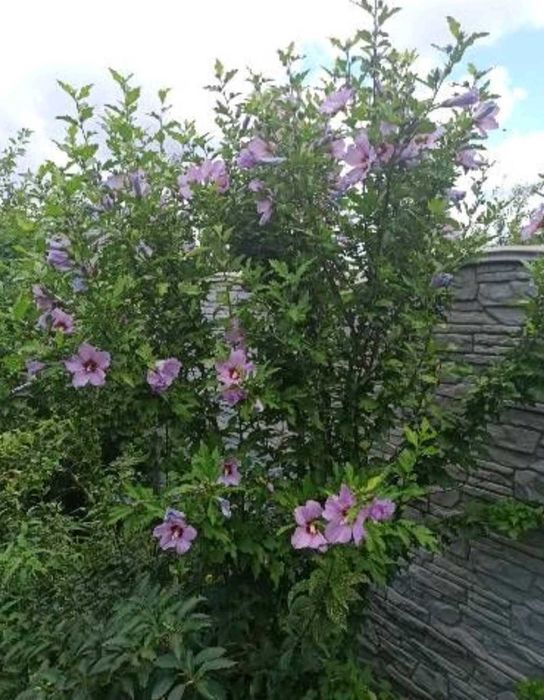 Дейция, морозник, ромашка гибискус ежевика лещина малина унаби зизифус