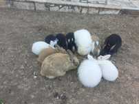 Coelhos anões fofos