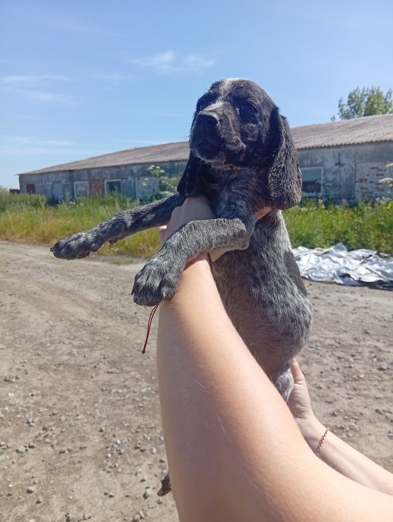 Цуценята дратхаар