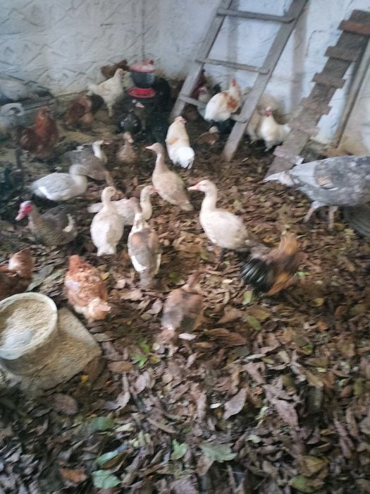 Kaczki staropolskie dworka kajuga mix