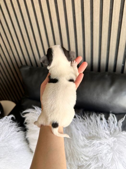 Chihuahua  Super Mini. Menina.Cabeça de maçã.