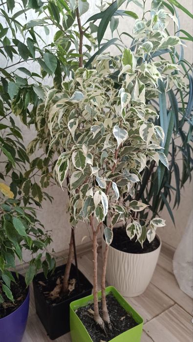 Фікуси Бенджаміна різних сортів, Регідан, Анастасія Старлайт, Голден К