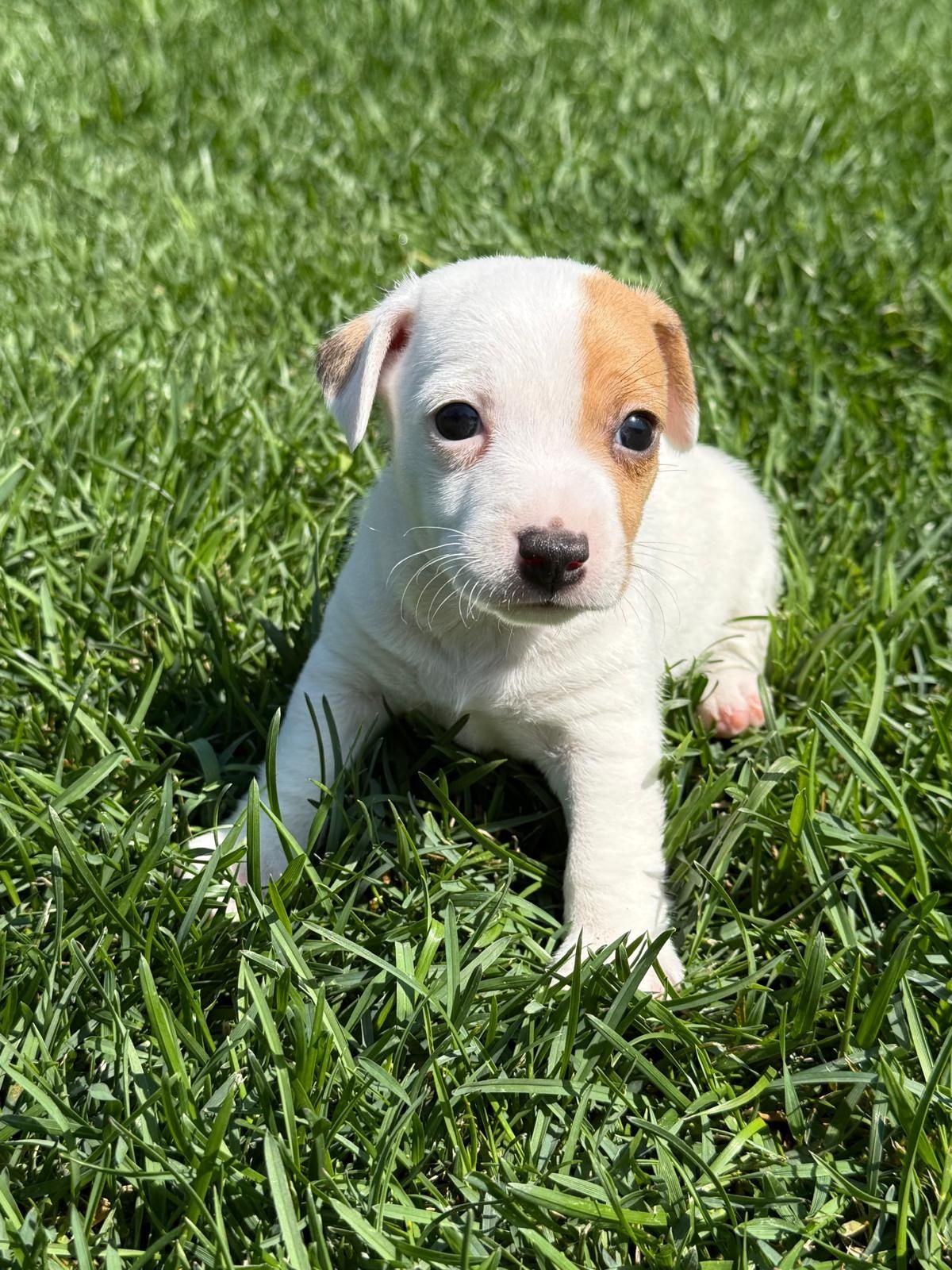Jack Russel qualidade