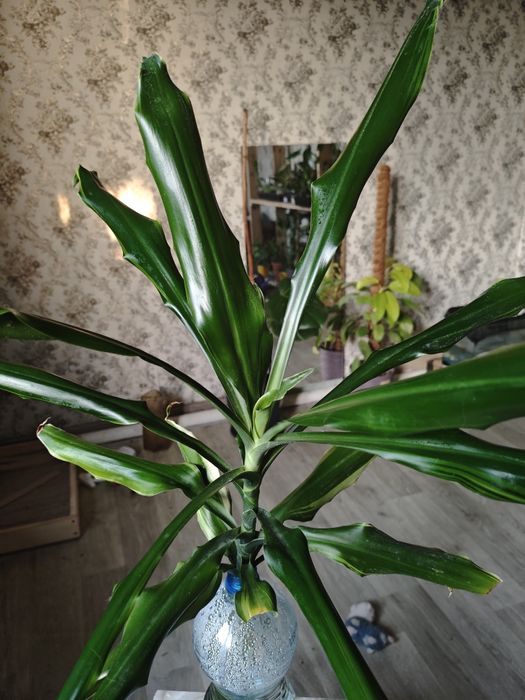 Драцена верхівка рослини