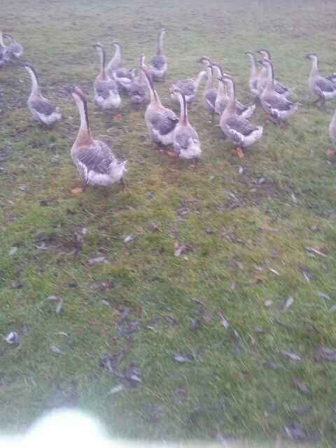 Gęsi Garbonose, sprzedam.