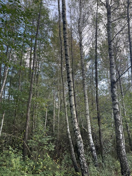 Las olchowo brzozowy 0,6ha