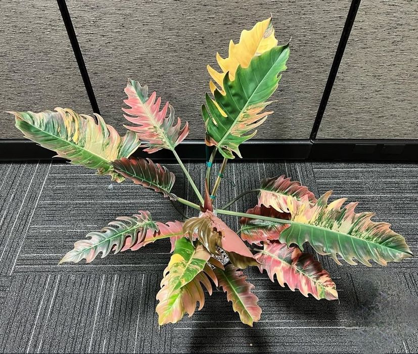 Филодендрон Карамель Марбл