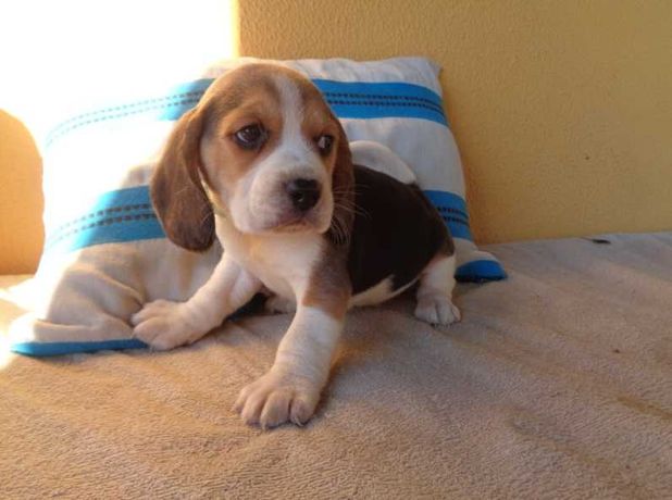 Beagle com Microchipe e pedigree (LOP)