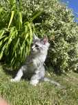 Silver Kocurek Maine Coon z Rodowodem