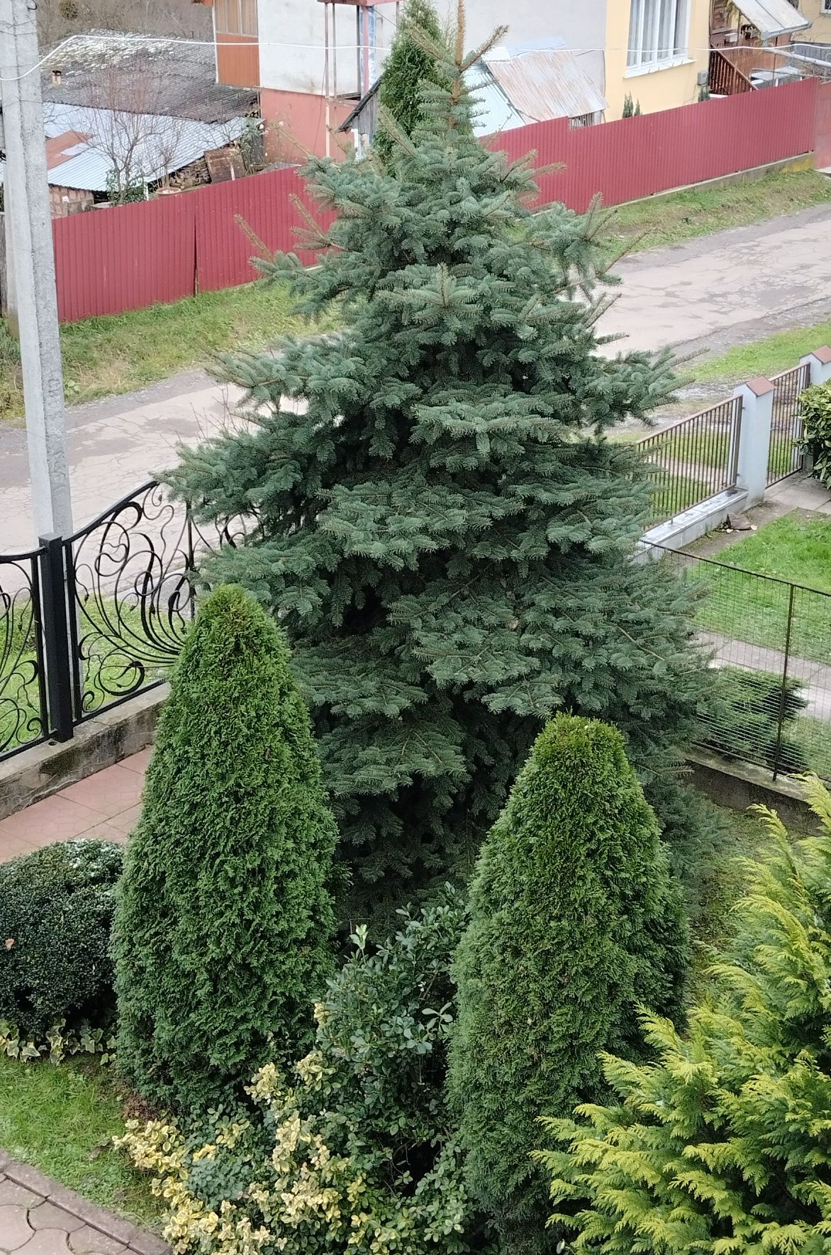 Продам ялинку живу Picea pungens