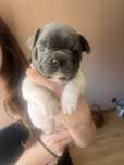 Buldog francuski