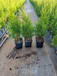 Thuja tuja szmaragd 40cm P9