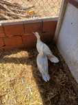 Patos mudos para a troca