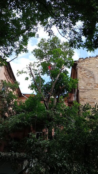 Спил деревьев, обрезка веток