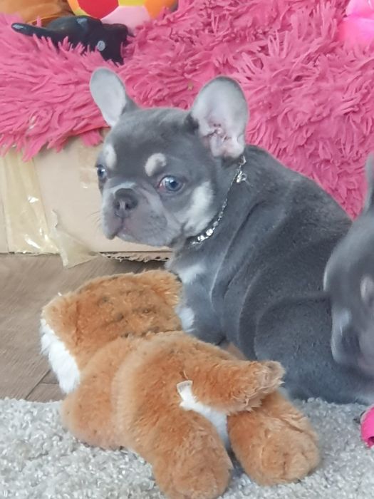 Bulldog francuski/Cudowny sunie  lilak tan