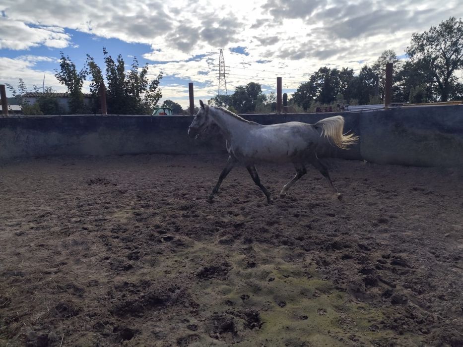 Siwy przyszlosciowy Ogier Sp na sprzedaż