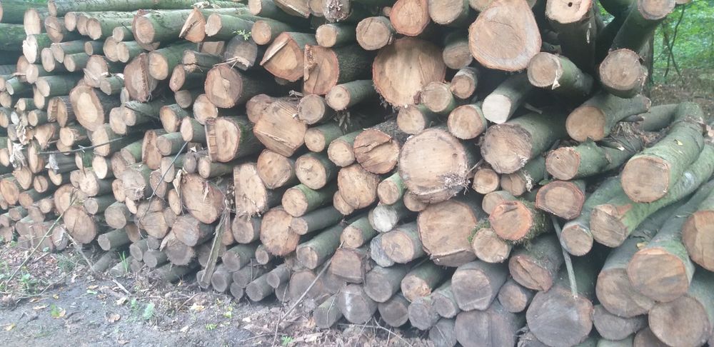 Drzewo opałowe kominkowe