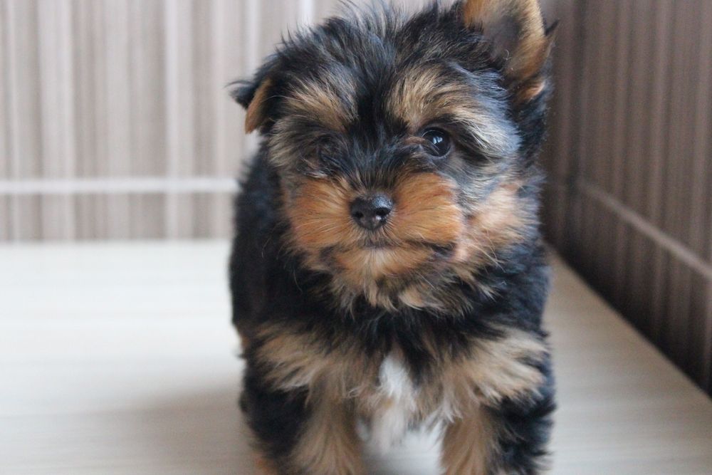 Маленькі і вірність друзі - Йорки