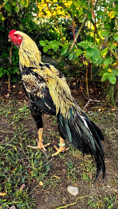 Parrot aseel koguty