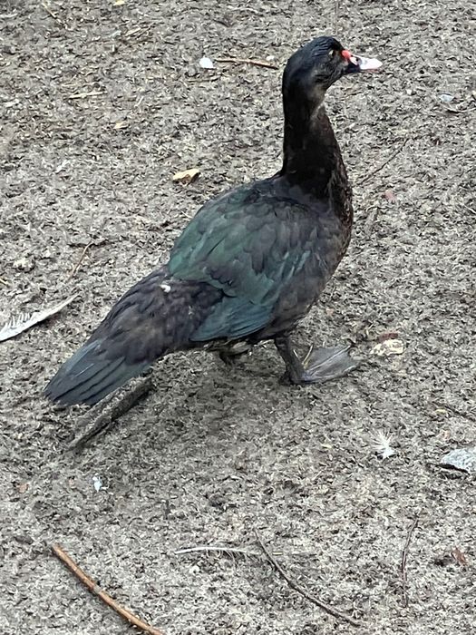 Perliczki , francuskie