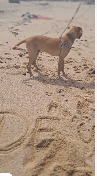 Doa-se cão com 8 meses