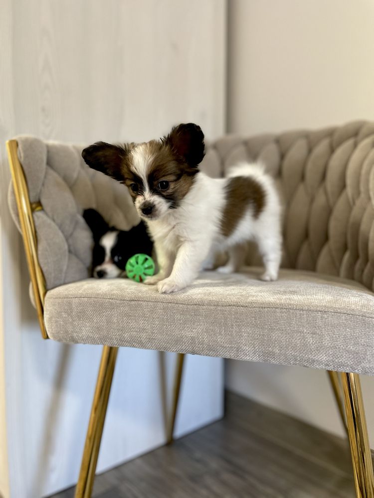 Spaniel kontynentalny -Papillon