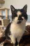do adopcji kot GEORGE