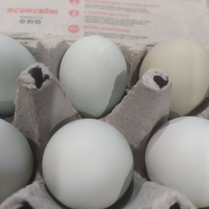 Ія мішаних курей