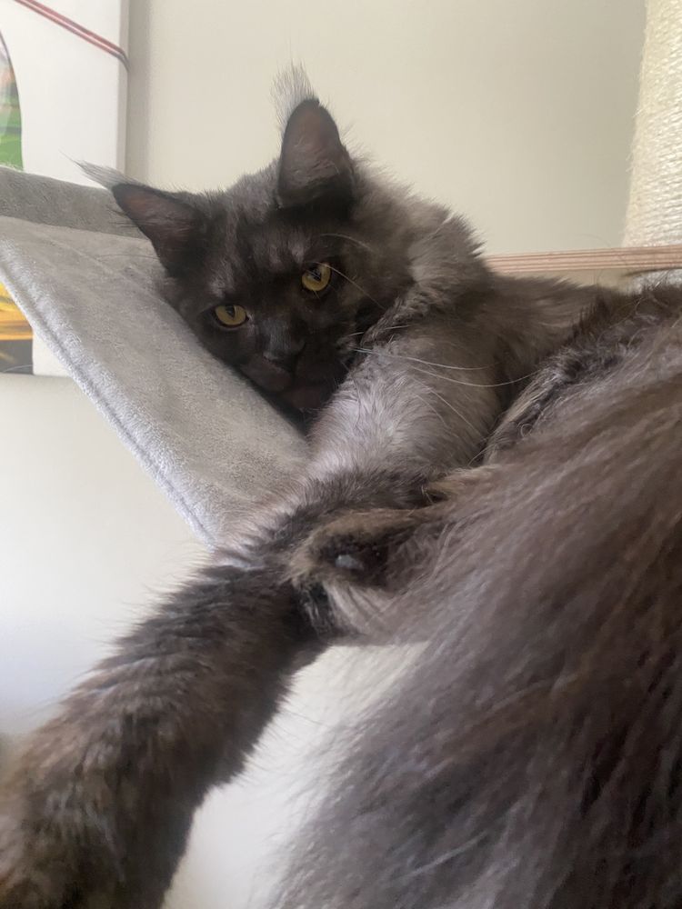 Maine Coon dymna kotka polydaktyl