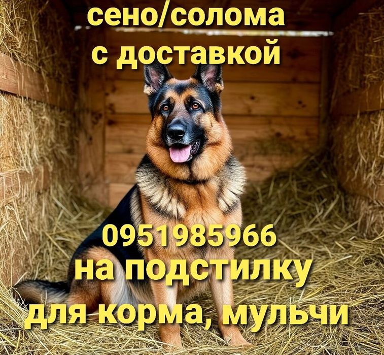 СІНО СОБАКАМ з доставкою від 1шт, сено в тюках мешках (пырей). Корм.