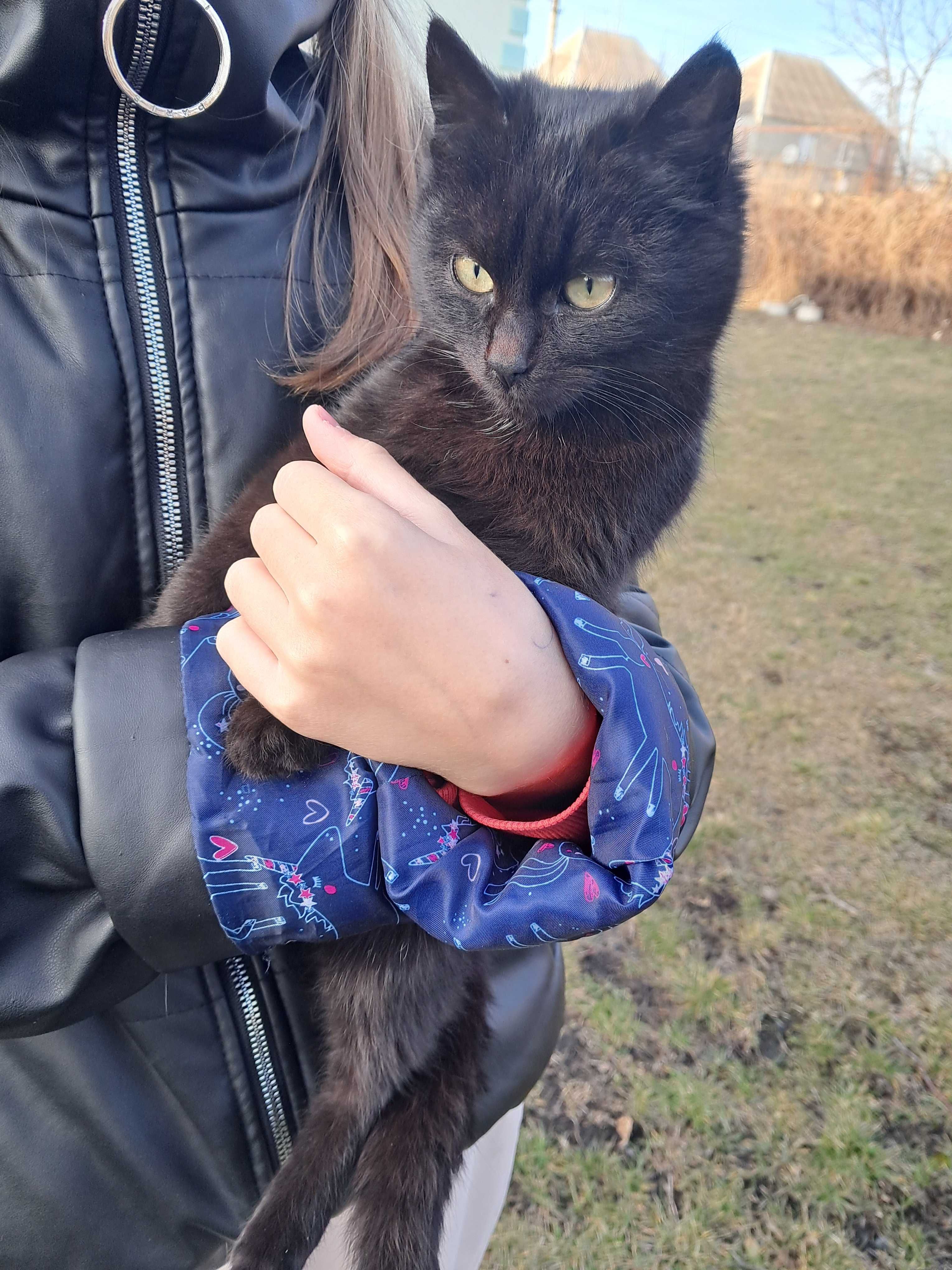 Віддам кошеня хлопчика Бескоштовно