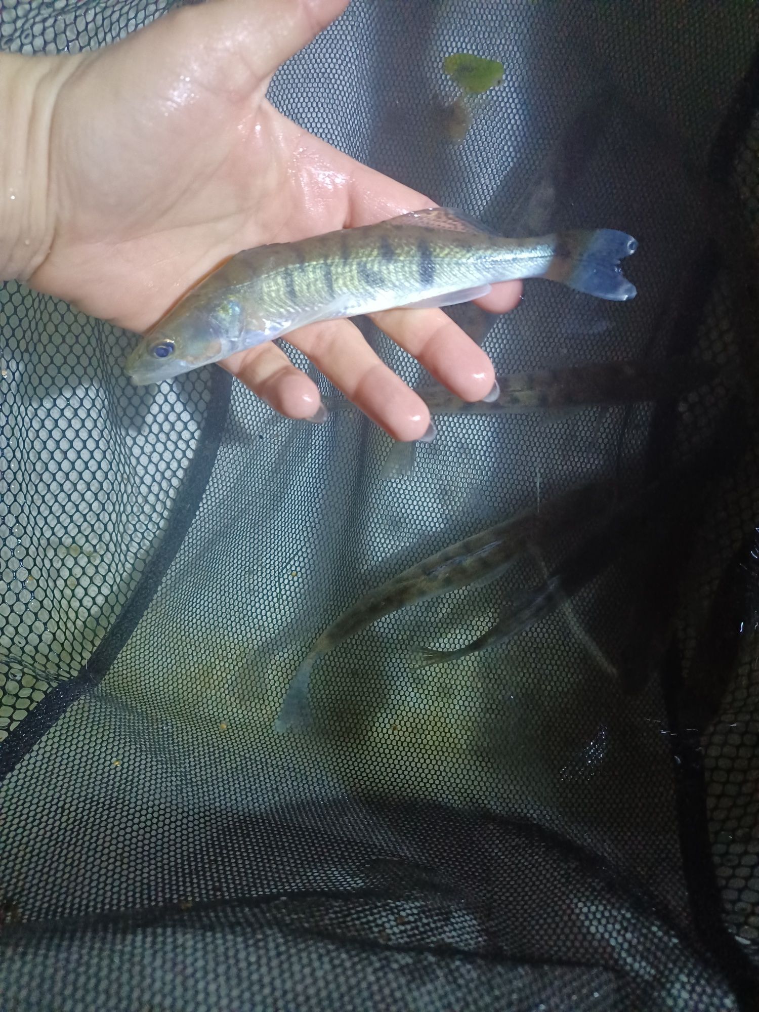 Sandacz 12-16cm . Lin ,Amur,Tołpyga,Karp.