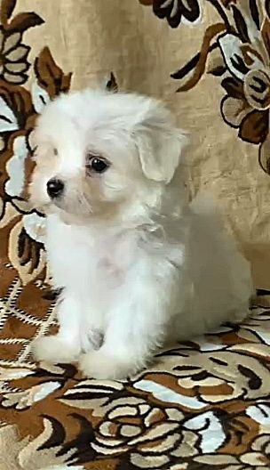 Мальтийская болонка.