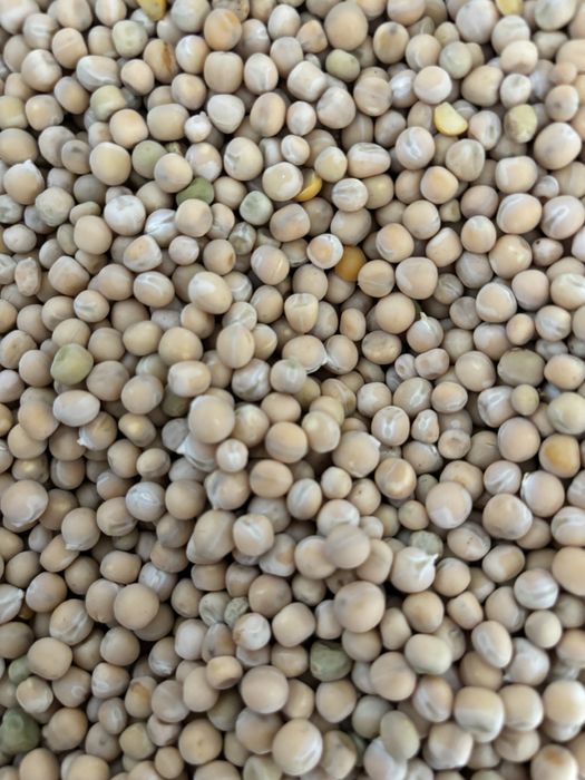 Продам горох жовтий на насіння