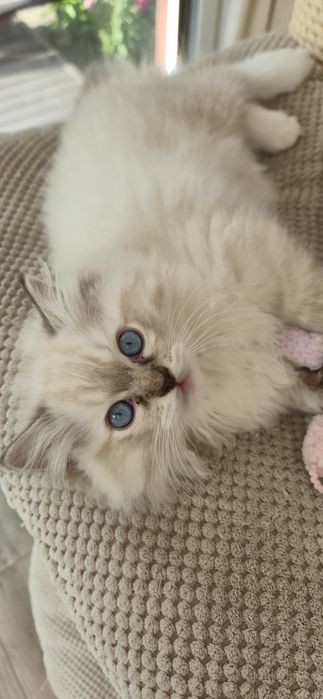 Kocurek rasy Ragdoll Andy -  rodowód FPL