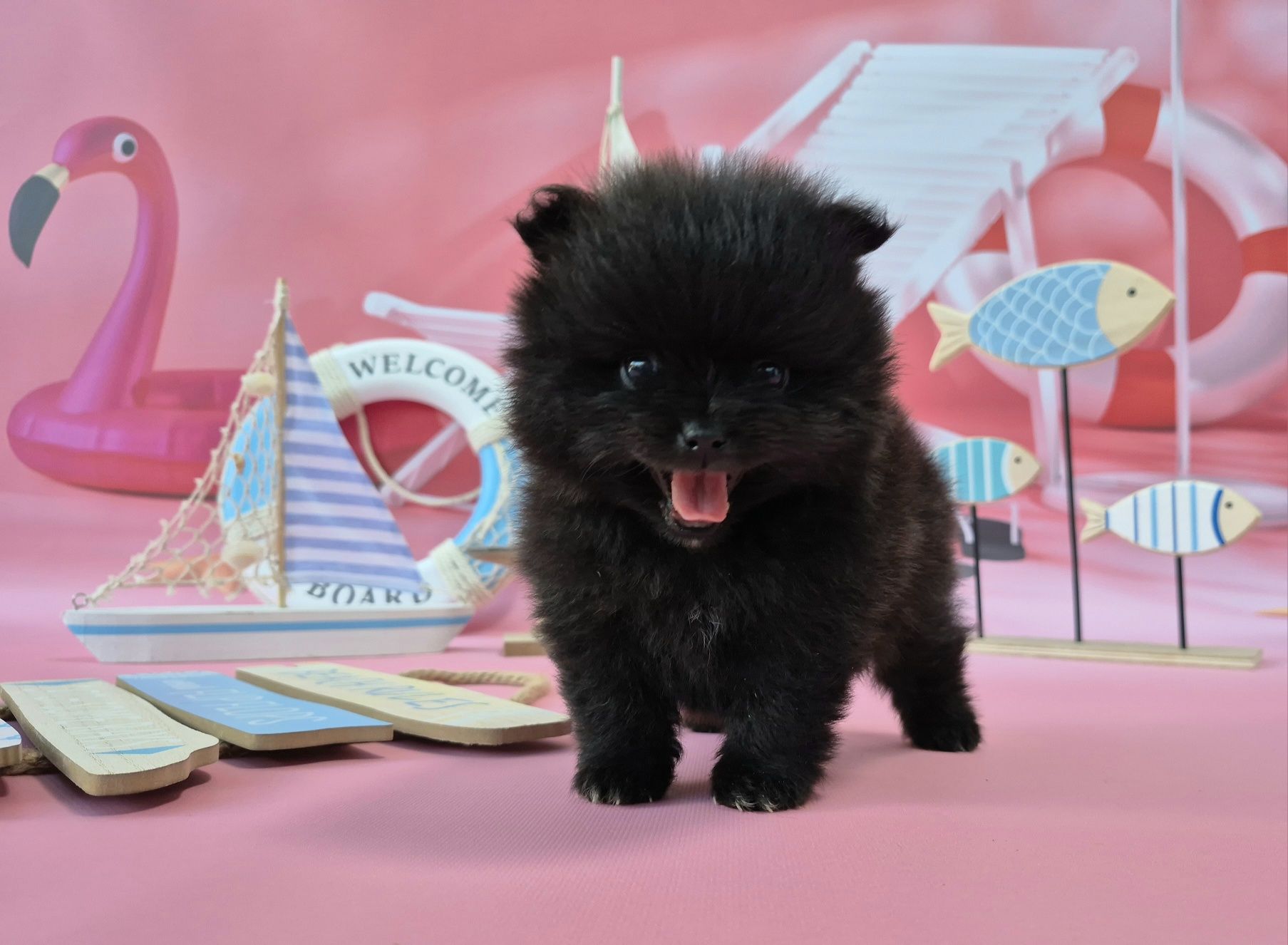 chłopiec szpic miniaturowy pomeranian dostępny do rezerwacji