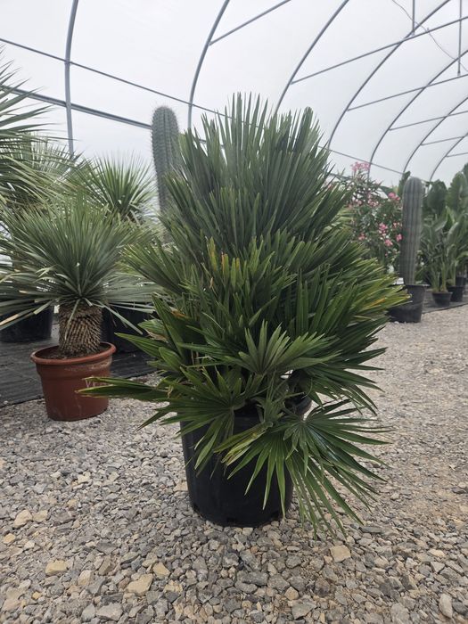 Chamaerops Humilis 'Vulcano' - Karłatka niska 120 cm