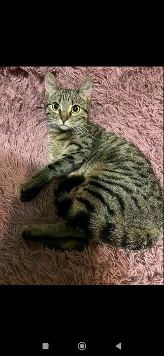 Красуня шукає дім!