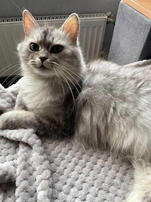 Віддам кішку безкоштовно у хороші руки