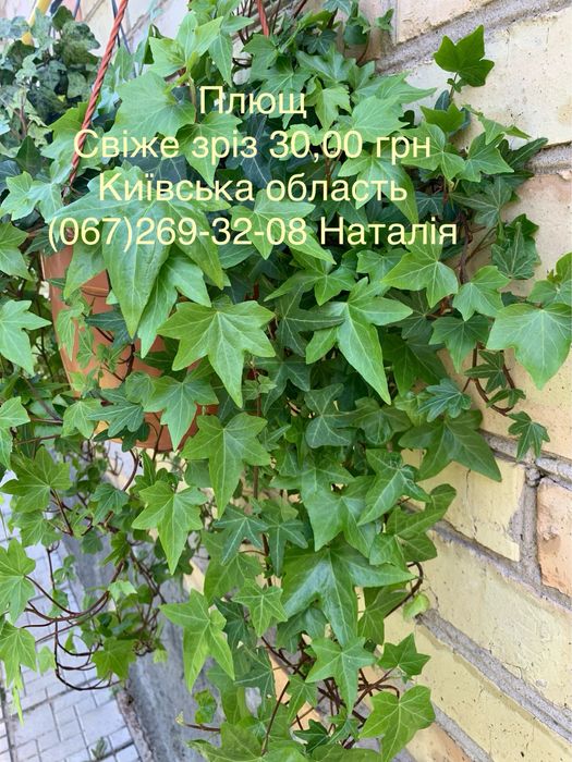 Клеродендрум. Плющ види