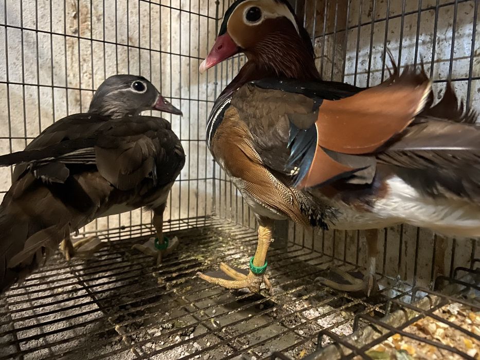 Casal carolino e casal mandarim