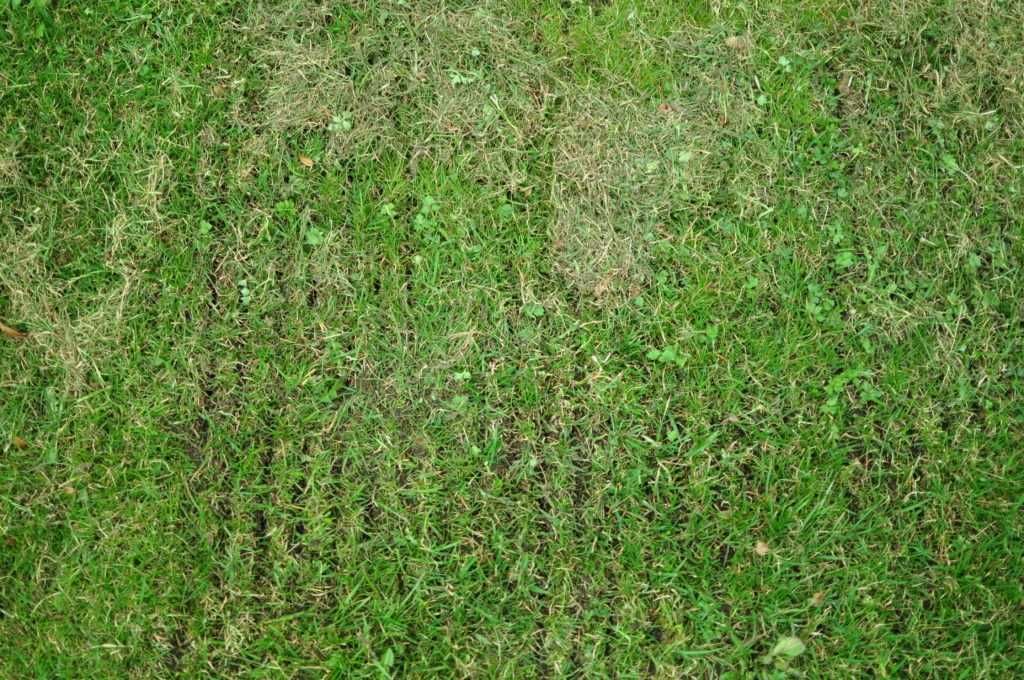 Wertykulator spalinowy Weibang Regeneracja trawnika na wiosnę WYNAJEM