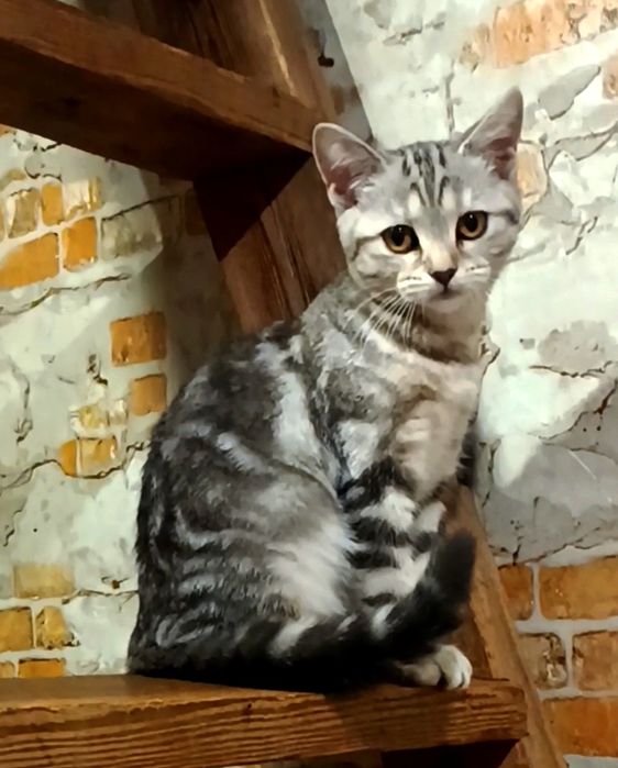 Шотландські кошенята