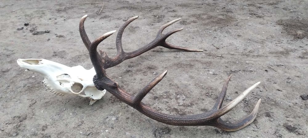 WIENIEC jelenia poroże 6,45kg