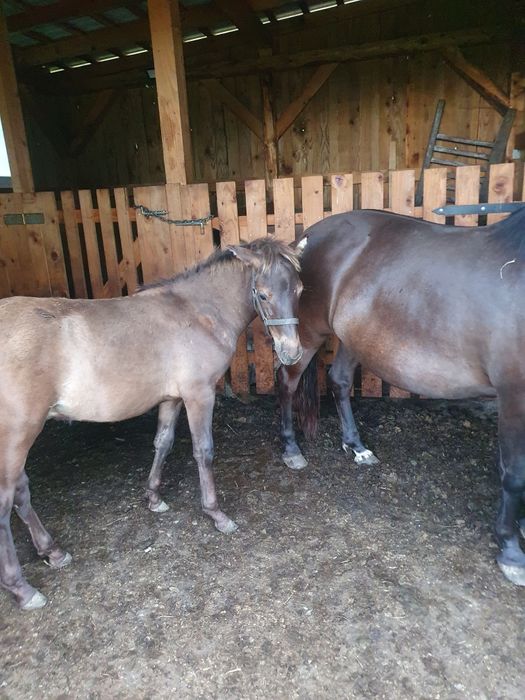 Ogierek huculski, hucuł sprzedam