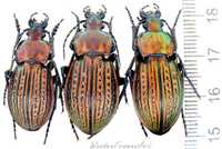 Carabus ulrichii коллекция насекомые комахи, жуки сувенир