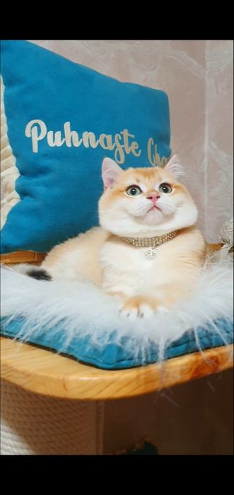 Золотий британський шиншила ny12