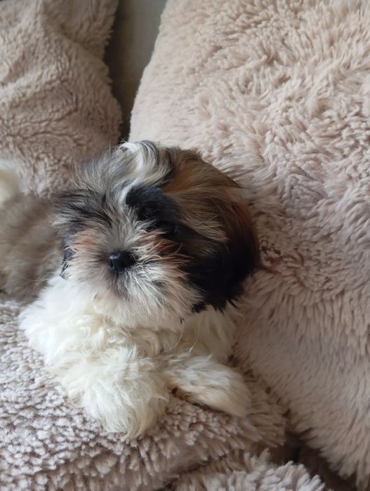 Szczeniaczek shih-tzu piesak