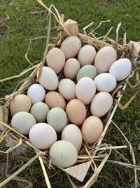 Ovos para consumo e ovos de peru