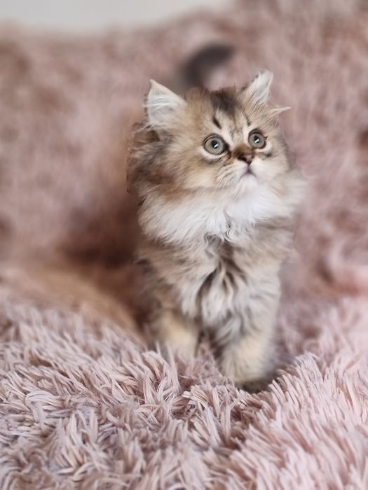 Kotka dziewczynka brytyjczyk